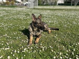 Kennel von der Fenrisbrut Bild