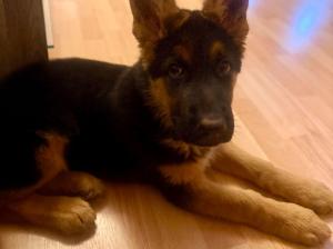 Kennel von der Eulenscheune Picture 2