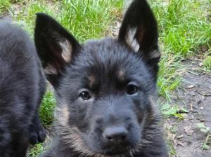 Zuchtstätte vom Wolfsweiher Welpenbild 2