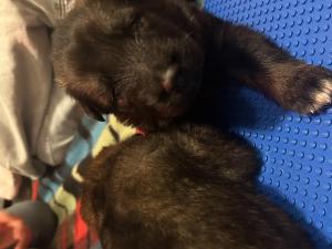 Zuchtstätte vom Rabental Welpenbild 1