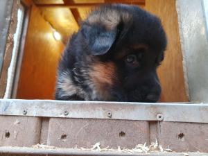 Kennel vom Schaafstall Picture 3