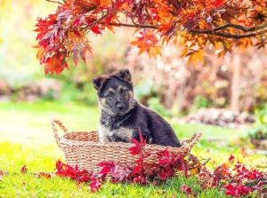 Kennel vom Anklamer Stadtforst Bild