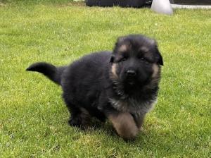 Kennel vom Weihertürchen Picture 4