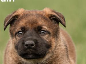 Kennel vom Aviaten Picture 2