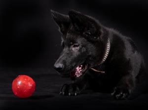 Kennel von der tiefen Quelle Bild