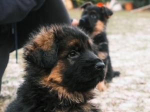 Kennel von Sendling Picture 3