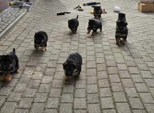 Zuchtstätte von Mittelsachsen Welpenbild 2