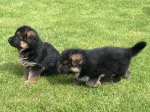Kennel vom Weihertürchen Picture 3