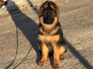 Kennel vom Eßweiler Tal Picture 1