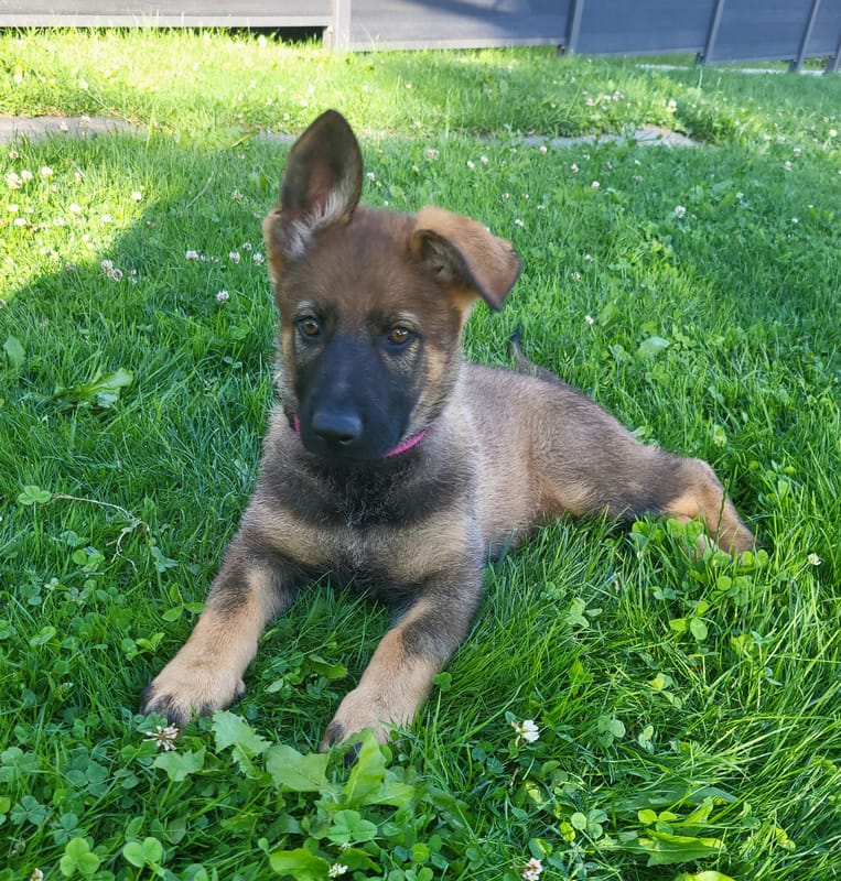 Kennel von der Erzschmiede Picture 1