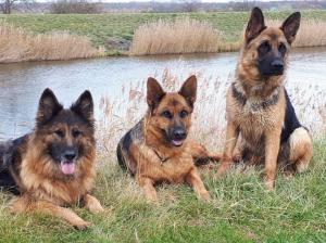 Kennel von Beluga Bild