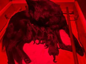 Zuchtstätte vom Selfkantdom Welpenbild 1