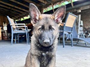 Zuchtstätte vom Battertfels Bild