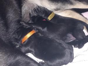 Zuchtstätte von Bödefeld Welpenbild 1