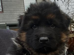 Zuchtstätte von Fenrir Welpenbild 1
