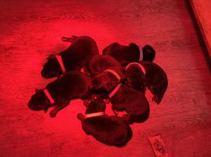 Kennel aus dem Burgenland Picture 1