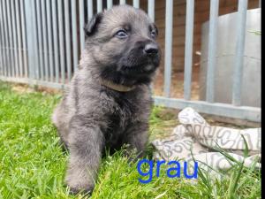 Zuchtstätte vom kleinen Feuerteufel Welpenbild 3