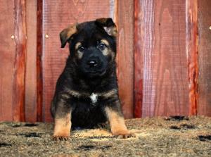 Zuchtstätte vom Krähenstein Welpenbild 1