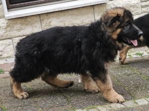 Kennel vom Gamsetal Picture 7