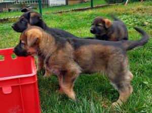 Zuchtstätte vom alten Spital Welpenbild 3