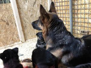 Kennel vom Haus der Titanen Bild