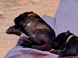 Kennel von der Bilsteiner Freiheit Picture 1