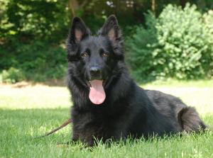 Kennel vom Rheinpreußenpark Bild