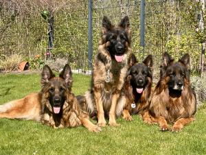 Kennel Genesis Lupus Bild