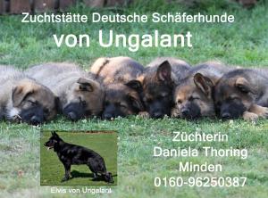 Kennel von Ungalant Bild