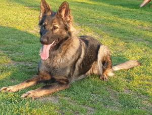 Kennel von der Kölner Bucht Bild