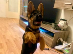 Kennel von der Eulenscheune Picture 1