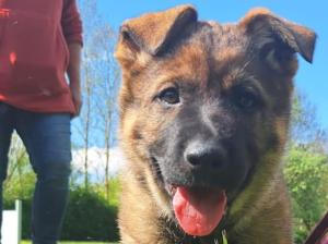 Kennel vom Aviaten Picture 3