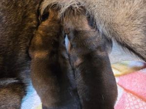 Kennel vom Silvano Picture 1