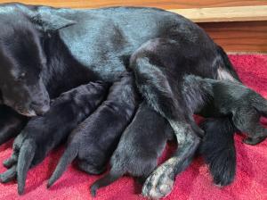 Zuchtstätte vom Falkenseer Stern Welpenbild 4