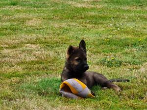 Kennel vom Mecklenburger Wolf Bild