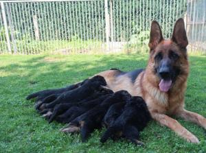 Kennel vom Thalberger Land Bild