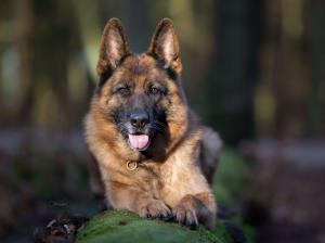 Kennel vom Fuchsbachtal Bild