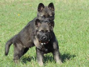 Kennel von der Osterwiese Picture 8