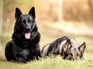 Kennel vom Adlershofer Wald Bild