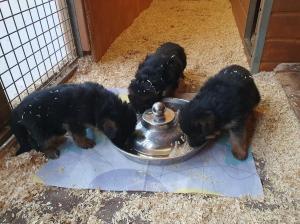 Kennel vom Schaafstall Picture 4