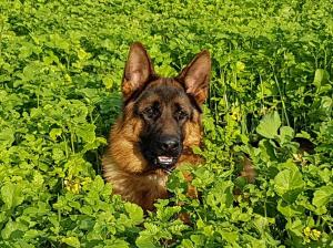 Kennel vom Thüringer-Weg Bild