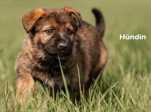 Kennel vom Aviaten Picture 7