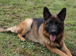 Zuchtstätte vom Ahauser Schloß Welpenbild 2