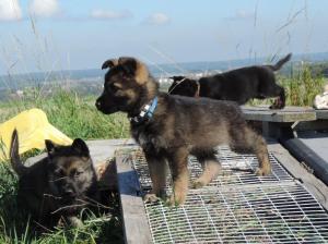 Kennel von der Osterwiese Picture 1