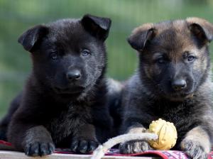 Kennel vom Schiffshebewerk Bild