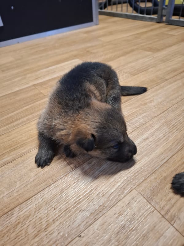 Zuchtstätte vom Schneehof Welpenbild 2