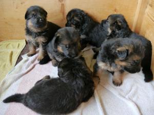 Kennel von der Wittelsburg Bild