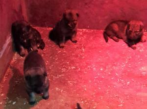 Zuchtstätte von der Friedrichskluft Welpenbild 2