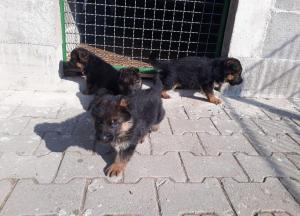 Zuchtstätte vom Gleisenauer Schloß Bild