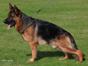 Kennel vom Schloß Rosenfels Bild